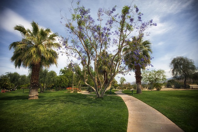 Palm Tree California Park