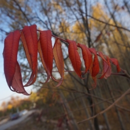 Akita red leaves