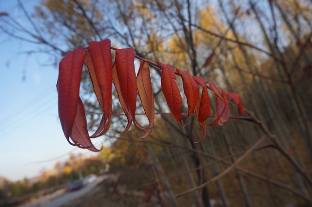 Akita red leaves