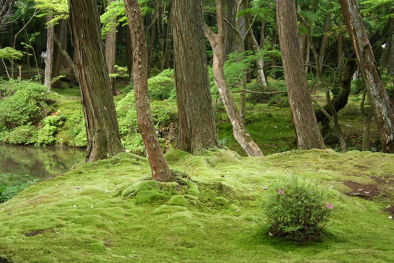 西芳寺